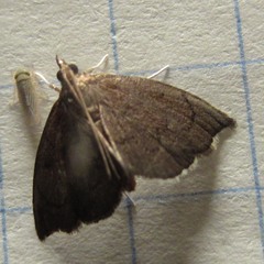 Perispasta caeculalis