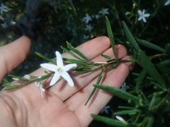Cyphanthera racemosa