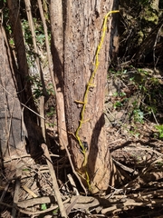 Pseudovanilla foliata