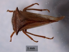 Stictocephala basalis