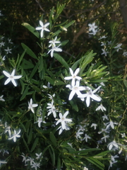 Cyphanthera racemosa