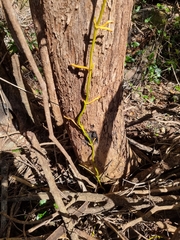Pseudovanilla foliata