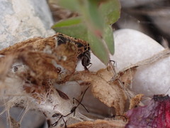 Beosus maritimus