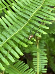 Leucauge granulata