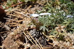 Lupinus breweri