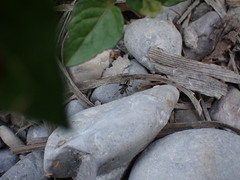 Beosus maritimus