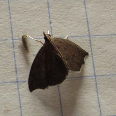 Perispasta caeculalis