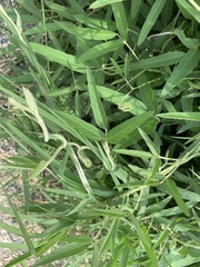 Glycine max formosana