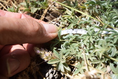 Lupinus breweri