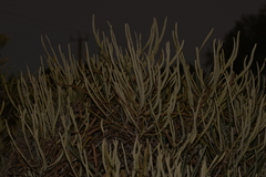 Banksia candolleana
