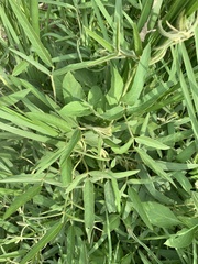 Glycine max formosana