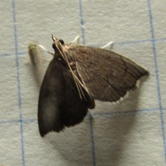 Perispasta caeculalis