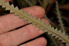 Banksia candolleana