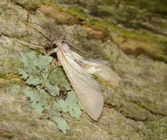 Acentria ephemerella