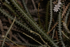 Banksia candolleana