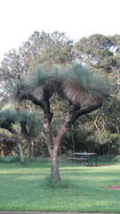 Xanthorrhoea glauca