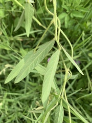 Glycine max formosana