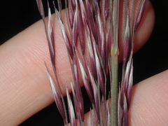Triodia dielsii