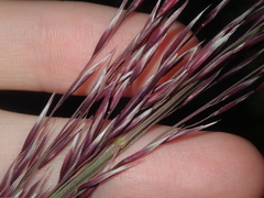 Triodia dielsii