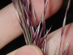 Triodia dielsii