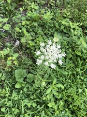 Daucus carota