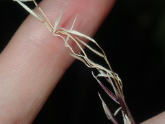 Triodia dielsii