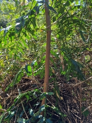 Hicksbeachia pinnatifolia