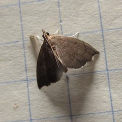 Perispasta caeculalis