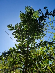 Hicksbeachia pinnatifolia