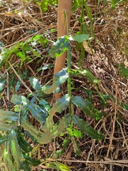 Hicksbeachia pinnatifolia