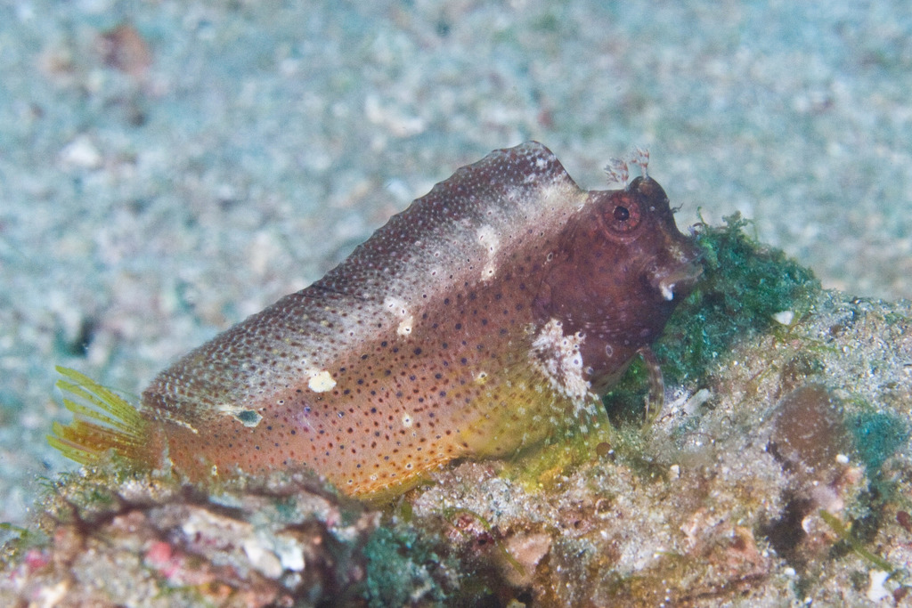 Snowflake Blenny