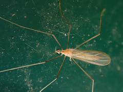 Erioptera