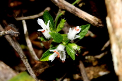 Leucas glabrata