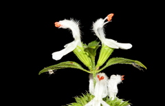 Leucas glabrata