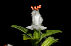 Leucas glabrata