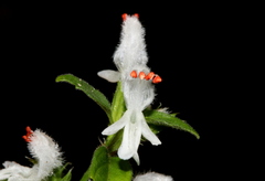 Leucas glabrata