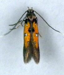 Chrysoclista linneella