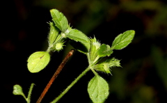 Leucas glabrata