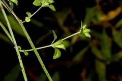 Leucas glabrata