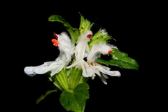 Leucas glabrata