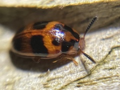 Diaperinae