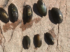 Pyganodon lacustris
