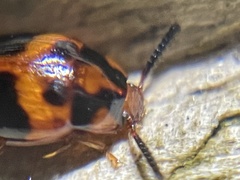 Diaperinae