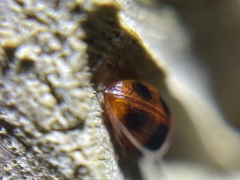 Diaperinae