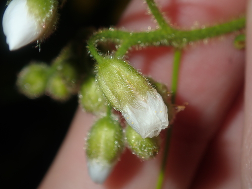 Drosera hirsuta (Drosera hirsuta)
