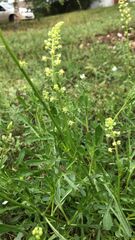 Reseda lutea