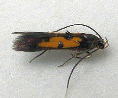 Chrysoclista linneella