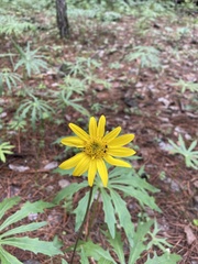 Pippenalia delphiniifolia