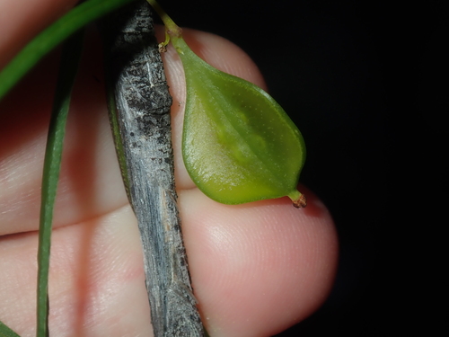 Image of Dioscorea hastifolia by (c) Thomas Mesaglio, some rights reserved (CC BY)