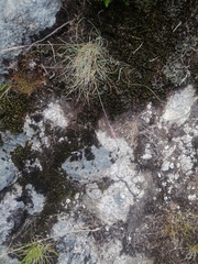 Festuca airoides